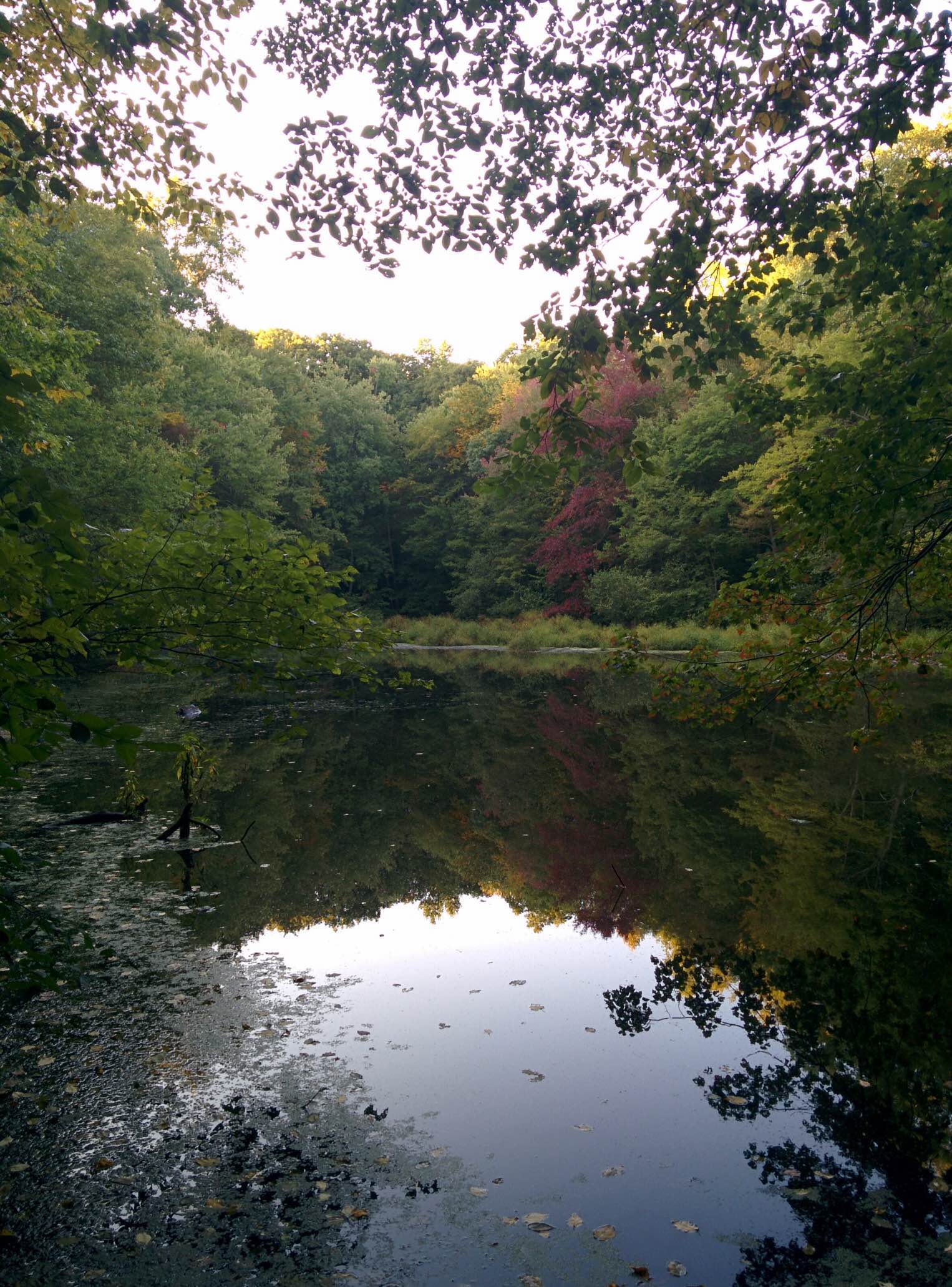 Andrew McCulloch pond at Cherry Lane Park 2 Good Morning Wilton