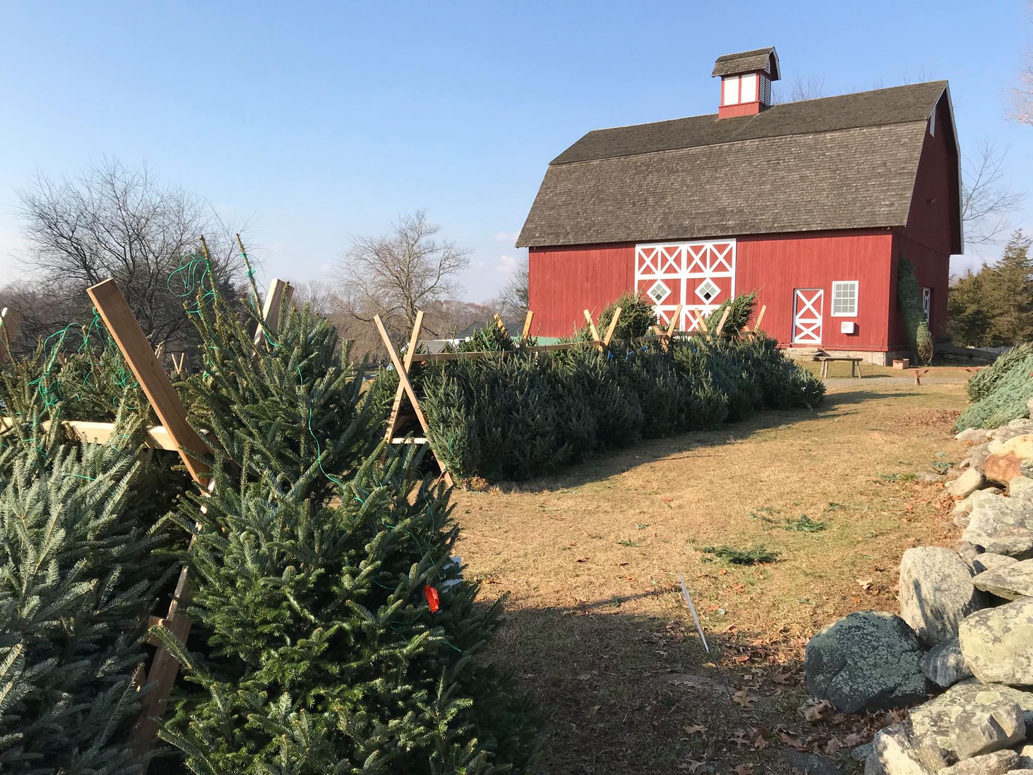 Letter Ambler Farm’s Holiday Greens Sale Successful Once Again Good